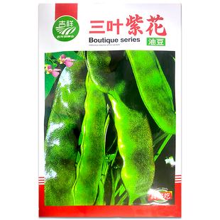 东北紫花油豆种子早熟架油豆角 无筋无柴 三叶紫花油豆角种子