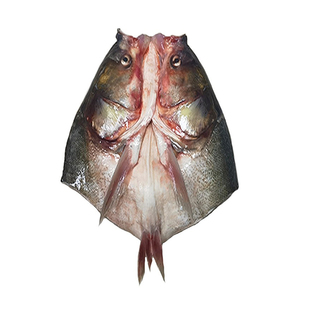 现杀白鲢鱼头10只大鲢鱼头膛去鳃去鳞开背商用火锅剁椒鲢鱼头批发