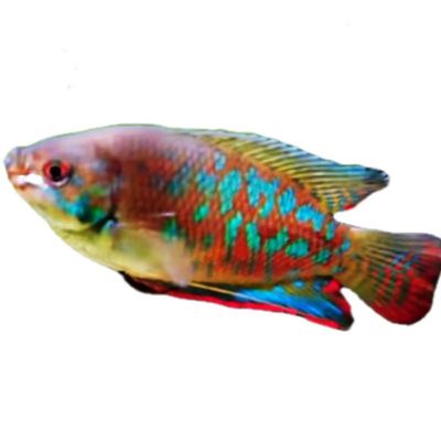 热带观赏鱼曼龙鱼艳丽公母淡水鱼