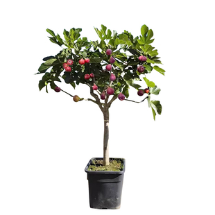 波姬红无花果树苗格莱斯果苗特大果南北方四季种植当年结果地盆栽