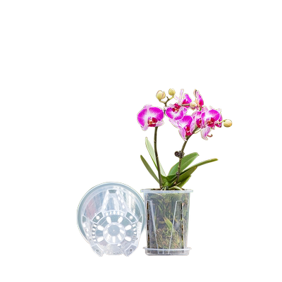 蝴蝶兰花盆简约透明塑料透气控根