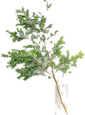 美男树绿植室内净化空气买一送一