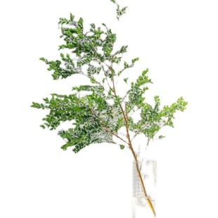 美男树水培绿植物鲜切枝马醉木吊钟平替室内ins北欧风花卉在树下~