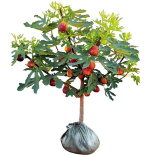 无花果树果苗特大果矮化带土南方北方种植果苗波姬红盆栽无花果苗