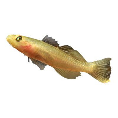 萨氏观赏鱼不用加温虾虎水族乡