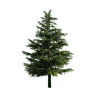 雪松树苗小苗耐寒耐寒全国可种园林绿化公园庭院四季常青行道树苗