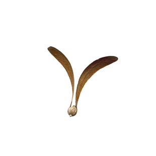 坡垒种子果实龙脑香科小号带翅膀的种子会飞的翅果可手工diy标本