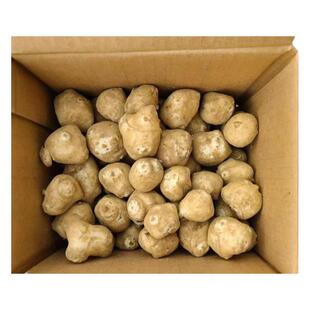 【小果】新鲜现挖洋姜野生鬼子姜圆洋姜腌制泡菜咸菜不辣甜阳菊芋