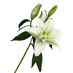 艾莎多头重瓣香水百合鲜花爱莎白色鲜切顺丰云南花卉鲜花基地直发