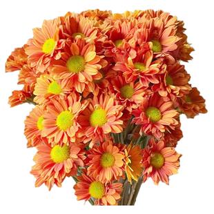 小雏菊鲜花云南基地直发鲜切花室内水养新鲜插花客厅装饰花束家用