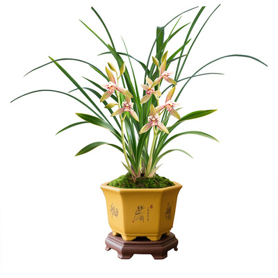 【小桃红】兰花苗浓香型建兰书房