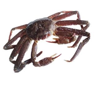 板蟹鲜活长腿蟹雪蟹松叶蟹大板蟹每只1.7-2斤左右长脚蟹新鲜