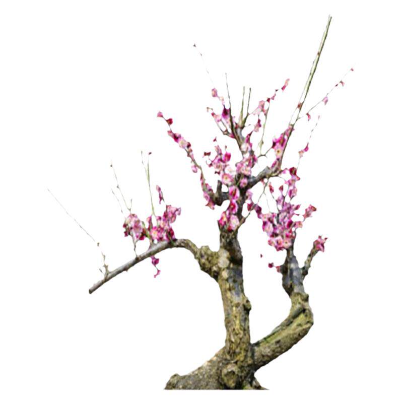庭院植物盆景树桩朱砂梅