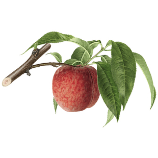 黄桃树鹰嘴桃蟠桃湖景蜜露水蜜桃子南北方耐寒嫁接果苗盆栽花园鳗