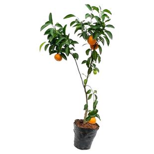 翠冠梨树果苗南北方庭院地栽种植特大果树苗盆栽嫁接活苗当年结果