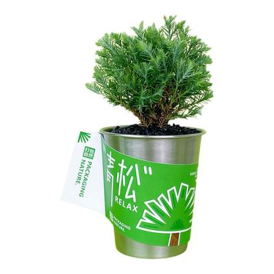 自然引力- 青松盆栽办公室桌面绿植雾松室内小盆栽创意小绿植礼品