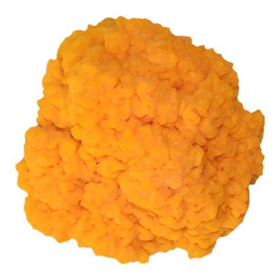 云南特产一级黄金耳菌新鲜发顺丰