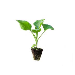 竹丝花长茄苗五彩茄子种苗花皮茄子花长茄肉质细嫩甜四季阳台盆栽