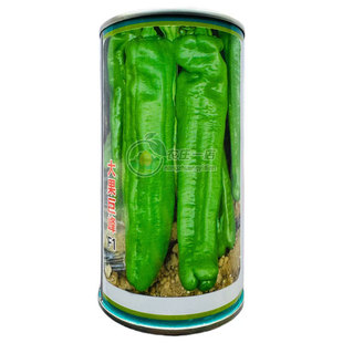大果牛角椒辣椒种籽新品种辣椒种子翠绿肉厚微辣长30厘米高产四季
