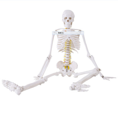 医学用人体骨骼模型肌肉起止点神