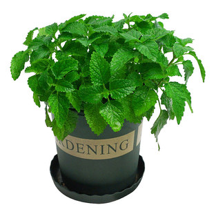 食用薄荷种子美国薄荷猫薄荷四季易活驱蚊蝇虫留兰香种籽阳台盆栽