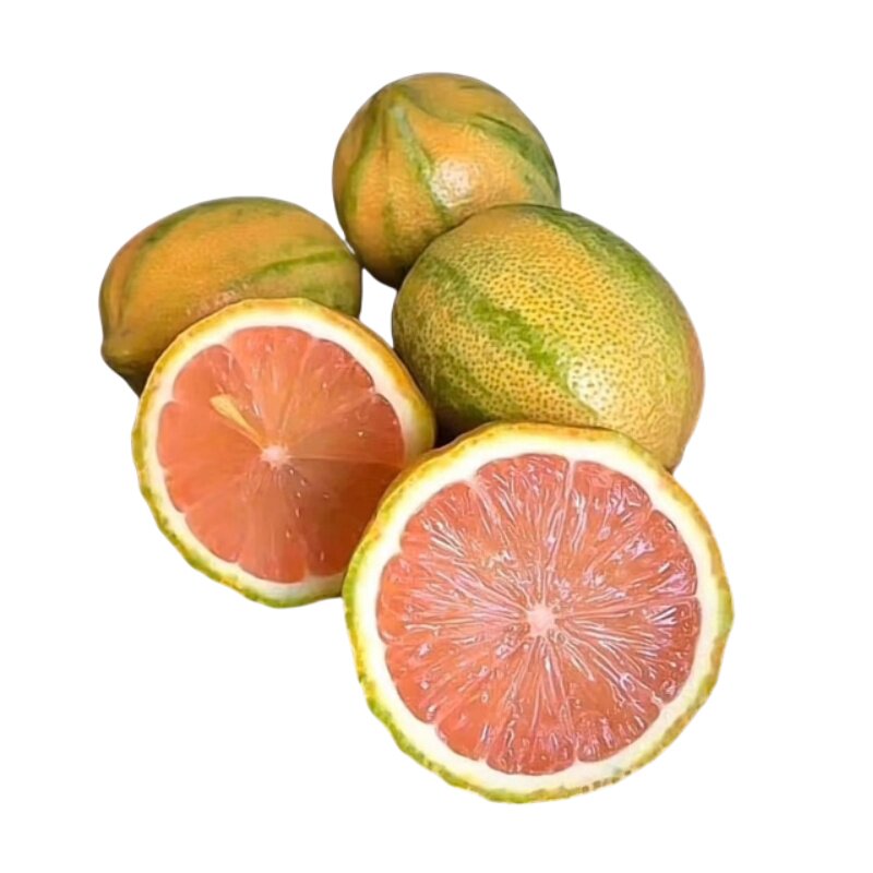 泰国花叶柠檬树苗嫁接苗粉红斑叶柠檬苗庭院阳台盆栽种植当年结果