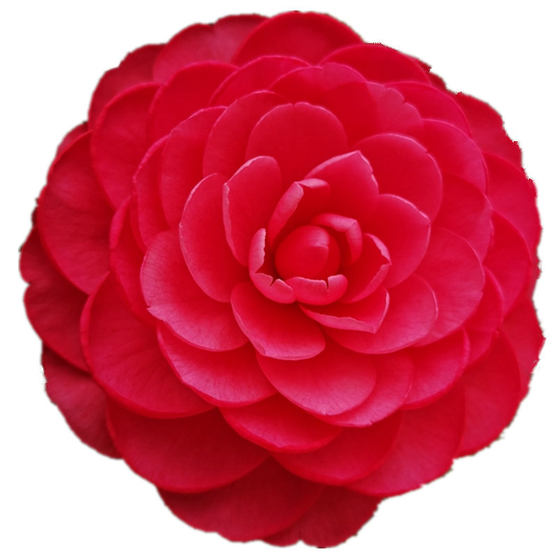 山茶花树苗绿植四季庭院