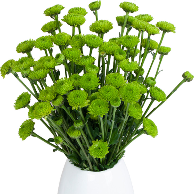 小雏菊鲜花小菊云南基地直发