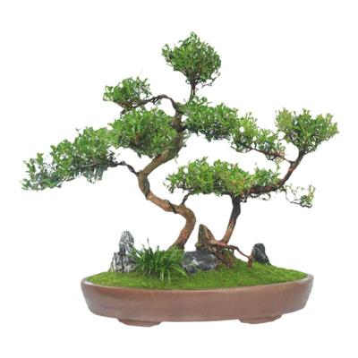 小叶赤楠丛林造型盆栽老桩植物