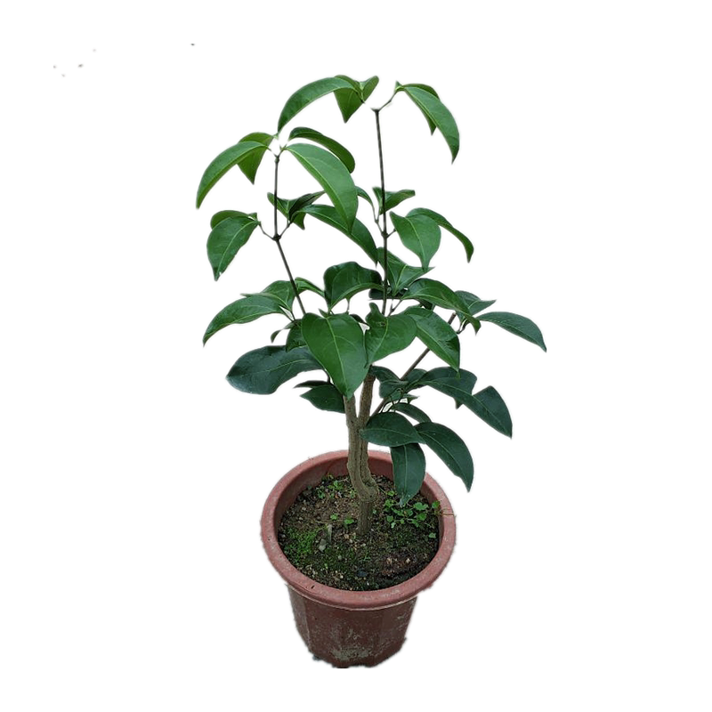 蒜香藤花苗带土发货爬藤植物