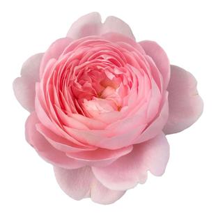 海蒂的花园瑞典女王直立月季包子仙美花量大表现好庭院植物盆栽苗