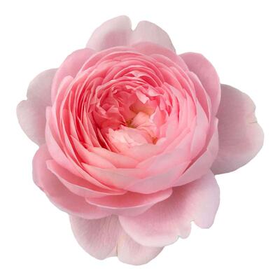 海蒂的花园月季瑞典女王