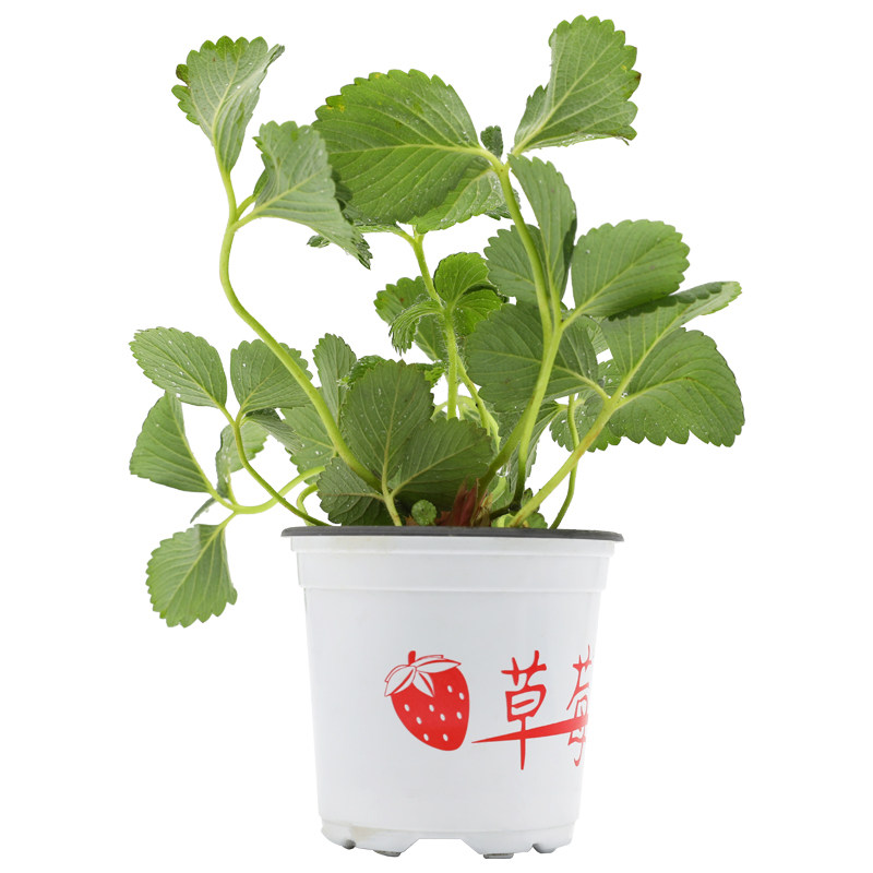 草莓苗秧穴盘苗精品脱毒玄玉黑珍珠真红美玲优质四季结果秋冬盆栽