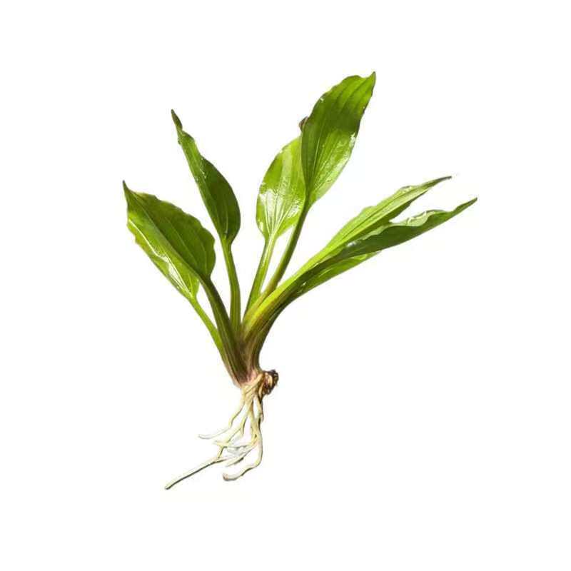 阿根廷皇冠阴性水草活体鱼缸造景