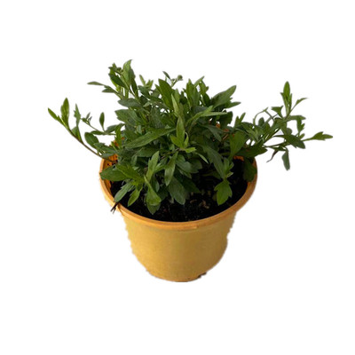 墨西哥常绿耐寒耐热多年生花苗