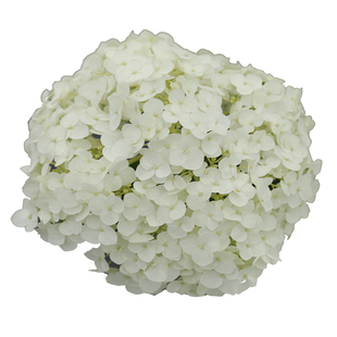 海蒂的花园乔木绣球花苗贝拉安娜可做干花树苗木本花卉盆栽苗