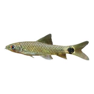 小猴飞狐鱼黑线一线金线飞狐草缸除黑毛藻强力除藻底栖工具鱼活体