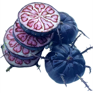 红果参云南水果当季新鲜整箱算盘果应季稀少红蜘蛛果孕妇放心大果