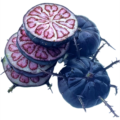 云南野果红果参算盘果红蜘蛛果