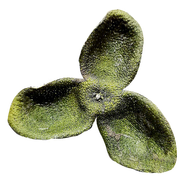 新货陈皮2025年青皮圈枝茶枝柑大红皮会陈皮干鲜皮橘皮官方旗舰店