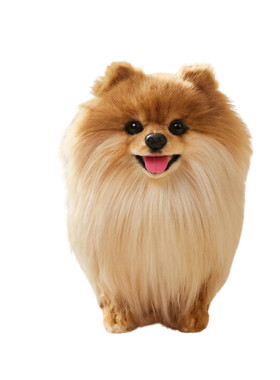 仿真模型博美犬玩偶公仔毛绒玩具儿童男女孩不掉毛安抚陪伴礼物