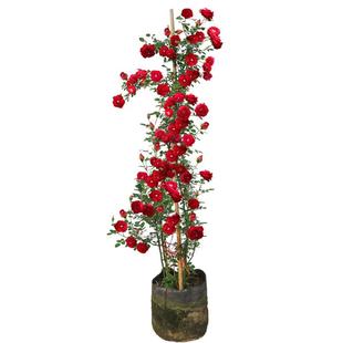 1米6藤本蔷薇花苗龙沙宝石爬藤欧月月季大苗庭院花墙拱门大花浓香