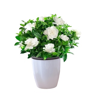 【买一送一】栀子花带花苞浓香水培盆栽室内阳台桌面花卉绿植好养