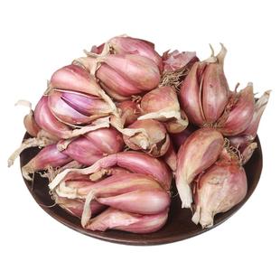 红根小香葱种子红葱头小香葱籽葱头葱种籽四季秋冬盆栽蔬菜苗菜籽