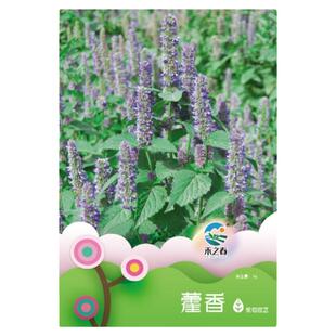 藿香花种子花种子四季易种多年生花盆栽植物花种籽子野花花卉种子