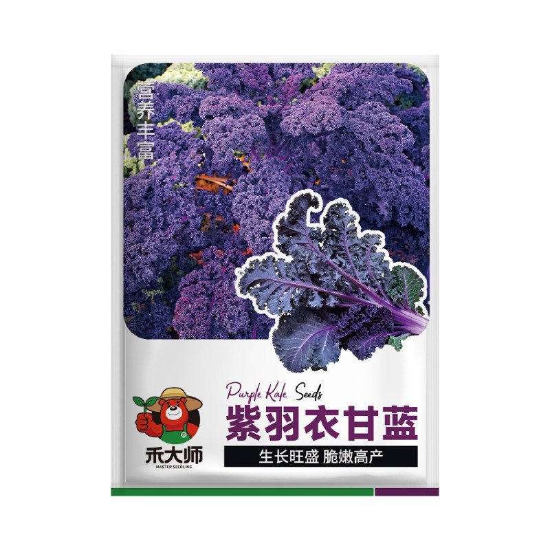 紫羽衣甘蓝种子耐寒易种高颜值