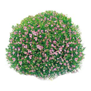 吉普赛满天星种子四季易种植阳台盆栽Gypsy迷你细小石头庭院花籽