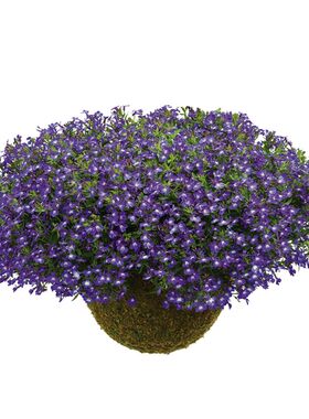 网红观叶植物叶片颜色丰富