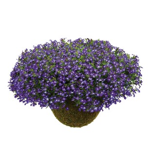 海蒂的花园旗舰店花叶络石观叶植物花卉盆栽