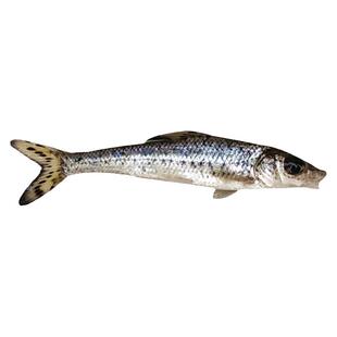 花骨鱼苗季郎鱼鸡骨郎季鱼鸡虾苗麻花小鱼苗活体淡水养殖优质易活